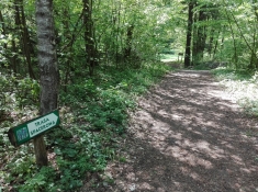 Zdjęcie w lesie, zbliżenie na oznaczenie trasy spacerowej.